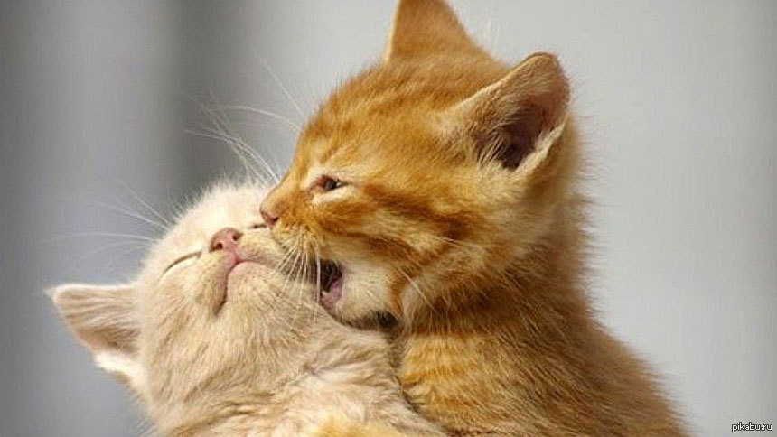 Лижет киску маленькой девочке. Котята обнимаются. Котик целует. Котики любовь. Котики целуются.