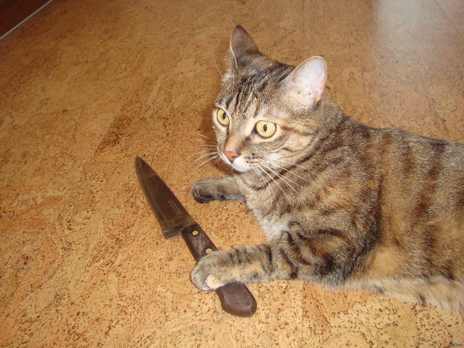 Кот угрожает. Кот с ножом. Котенок с ножом. Коты с ножами.