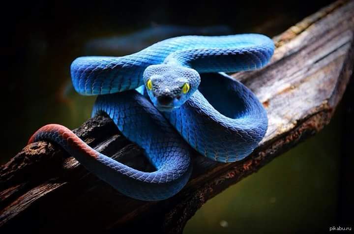 Синяя змейка. Голубая куфия змея. Белогубая куфия. Голубая куфия гадюка. Островная куфия голубая.