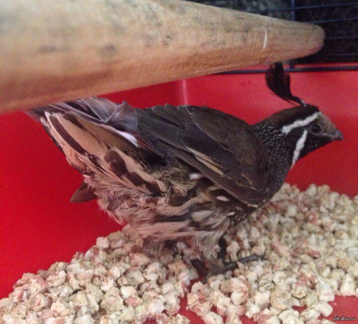 Пушистая | Пикабу