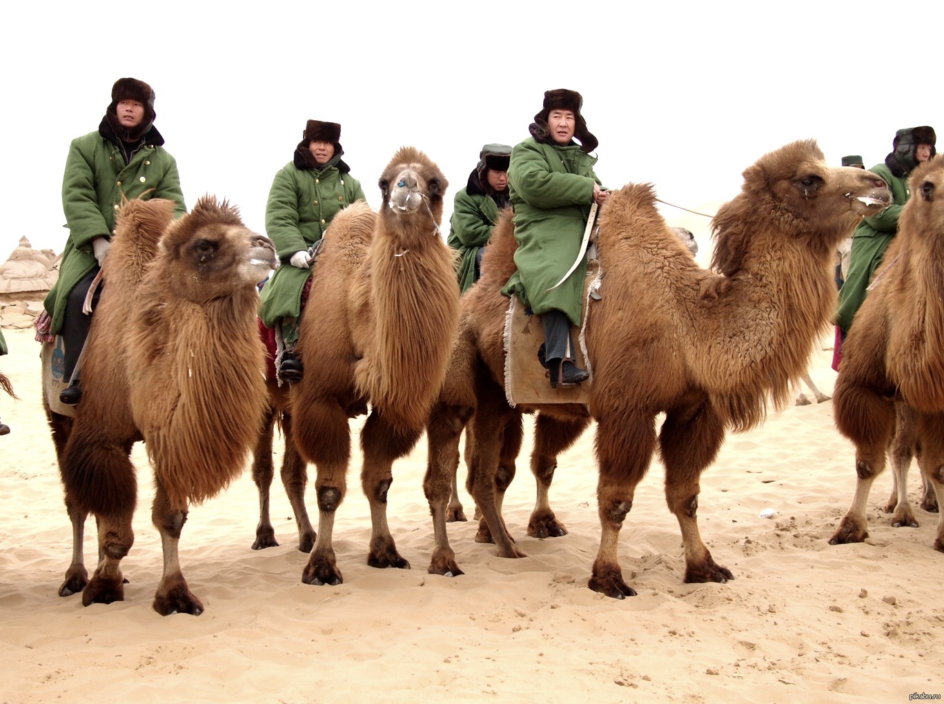 Китайская верблюжья кавалерия | Пикабу