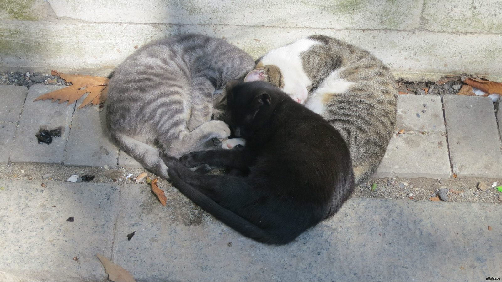 These your cats. Кошка валяется. Сердце из кошек. Коты лежат в виде сердечка. Котики лежат в форме сердца.