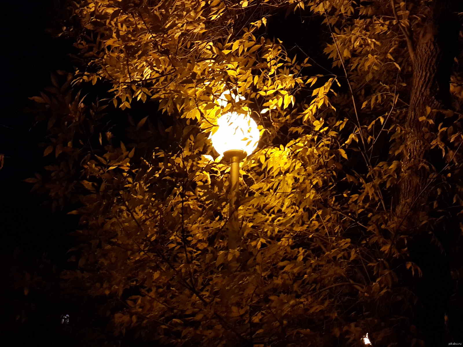 Ночью по листьям стучал беспрерывно. Фонарь в листве. Фонарь ночью. Осенние листья и фонарь. Желтый фонарь.