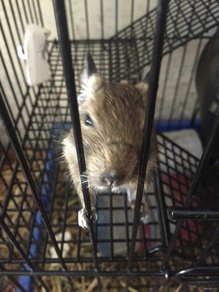 Примерно вот так выглядит ненависть | Пикабу