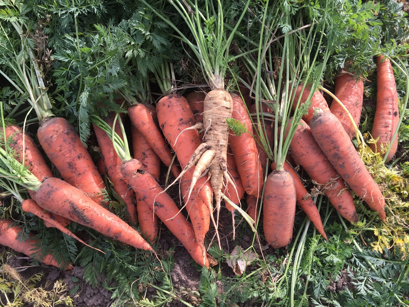 Как вырастить хороший урожай моркови. Морковь. Технология возделывания моркови. Технология выращивания моркови. Хороший урожай моркови.