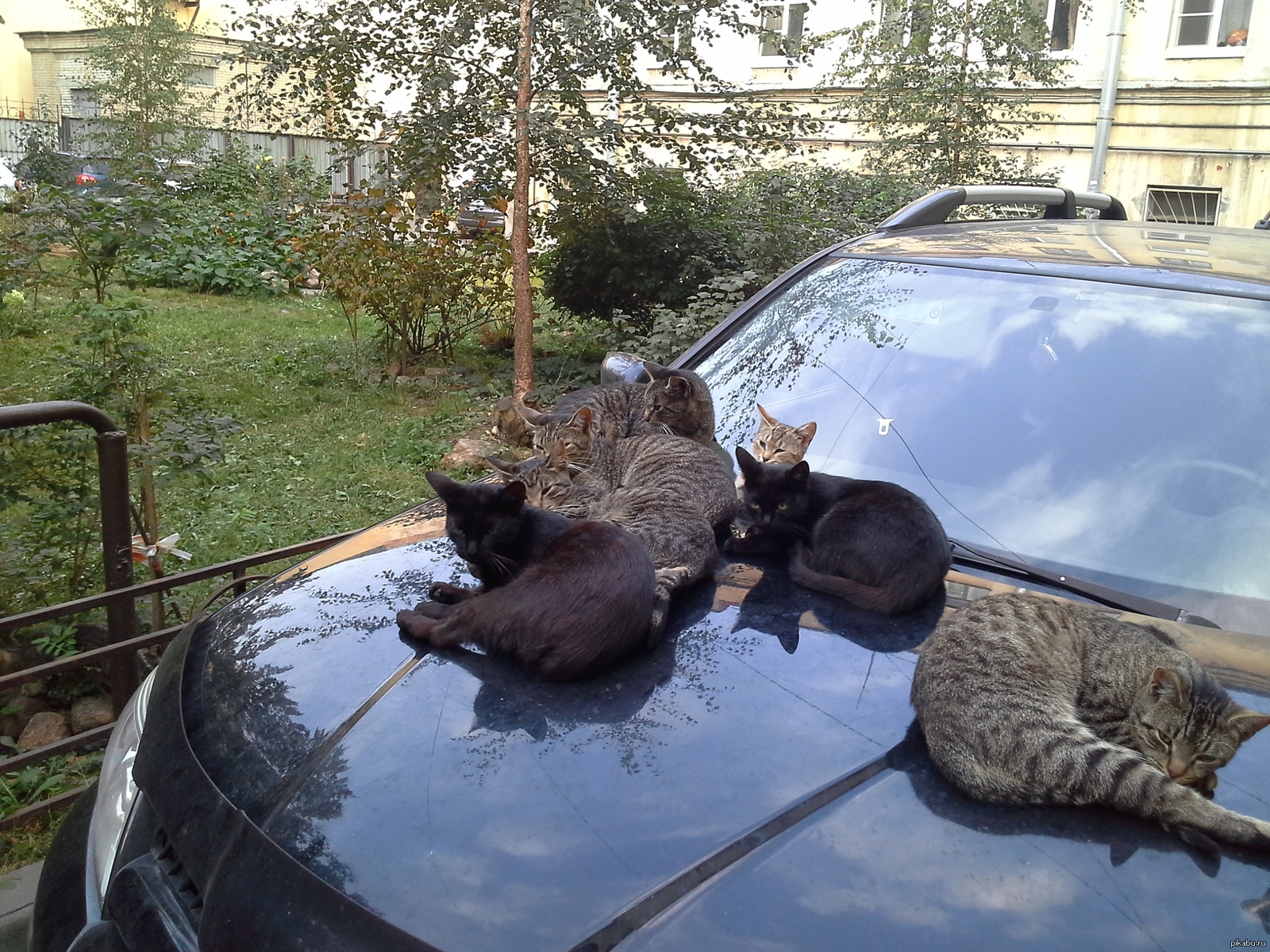 Видео на капоте машины. Кот на капоте. Коты на капоте. Кот в машине. Кошка на капоте машины.