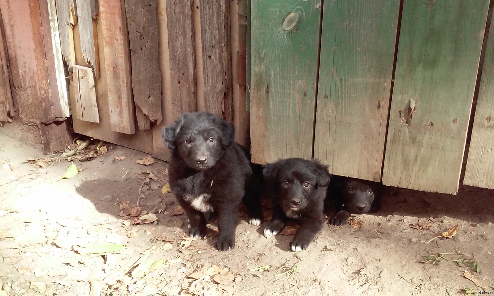 street gang - My, Puppies, Animals, Milota, Staraya Kupavna