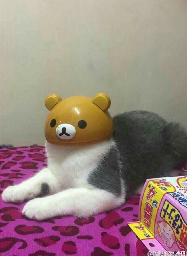 Котик мишка
