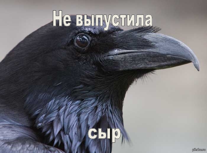 Самая Умная Птица