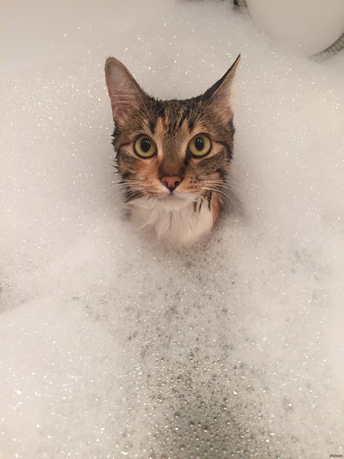 Котик в ванне. Котик в ванной. Кошка в ванной. Кот в пенной ванне. Кот купается.