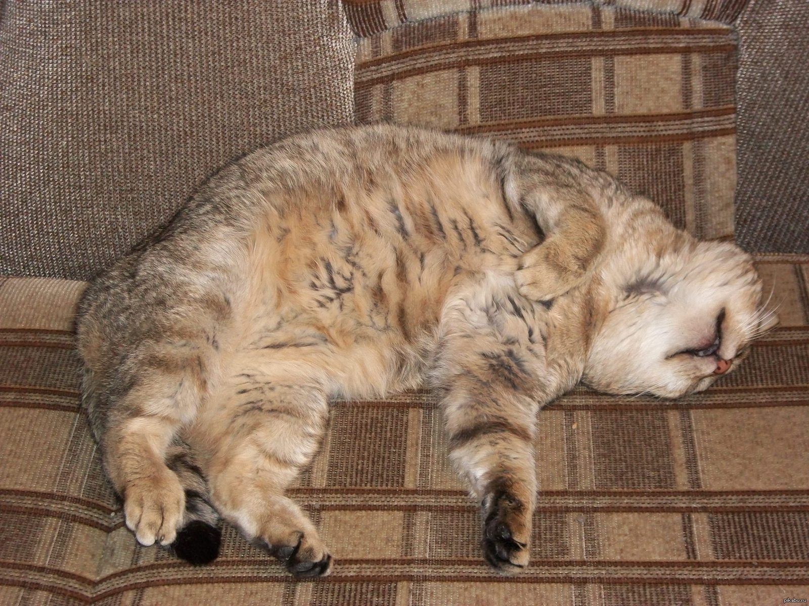 Мой кот Васька | Пикабу