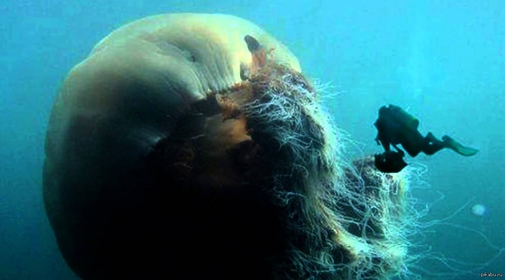 Страшное про океан. Медуза цианея. Медуза цианея гигантская. Арктическая медуза цианея. Полярная медуза цианея.