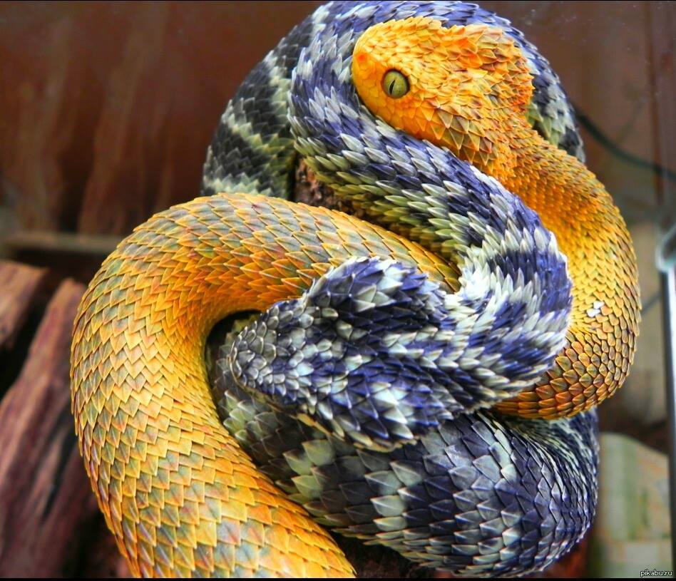 Самые красивые змей в мире. АТЕРИС сквамигера. Кустарниковая гадюка АТЕРИС. Кустарниковая гадюка (Atheris. Африканская кустарниковая гадюка.