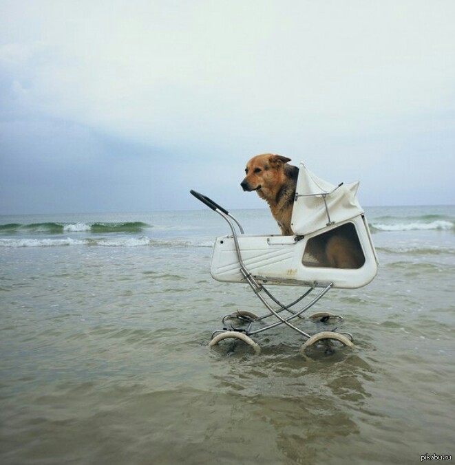 И снова собака.. | Пикабу