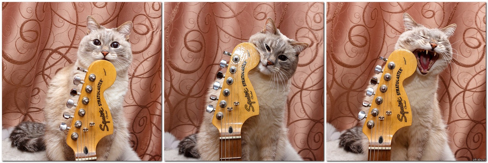 Cat jazz