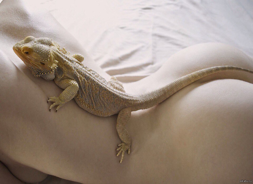 Tenderness - NSFW, Iguana, Booty, Girls, Tenderness