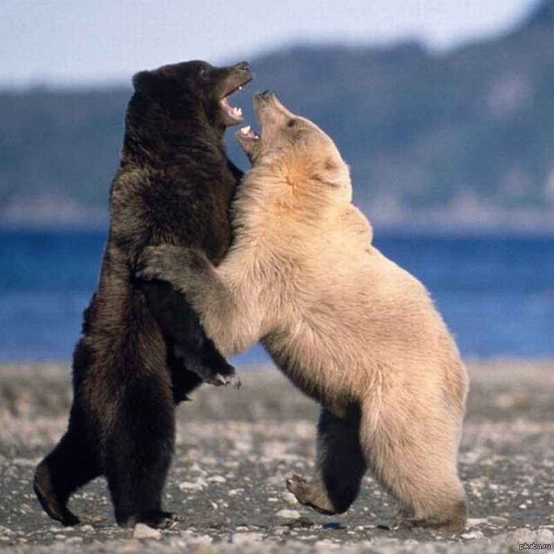 Кто сильнее медведи или бурые медведи. Белый медведь и бурый медведь. Гризли бурый белый медведь. Медведь Гризли и белый медведь. Белый и бурый медведь.
