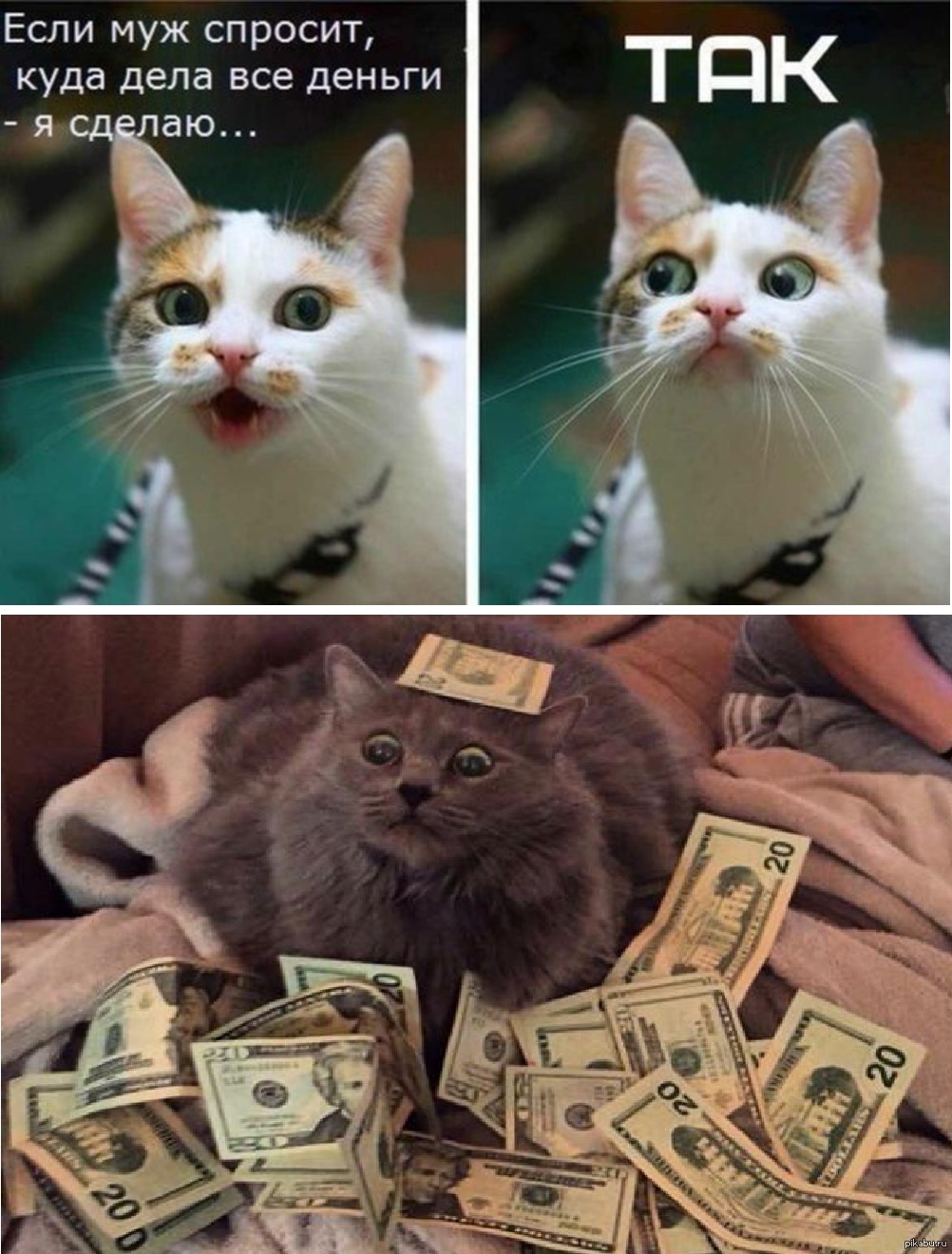 Муж спрашивает что подарить. Денежный кот. Кот с деньгами. Деньги какие деньги. Коты и деньги мемы.