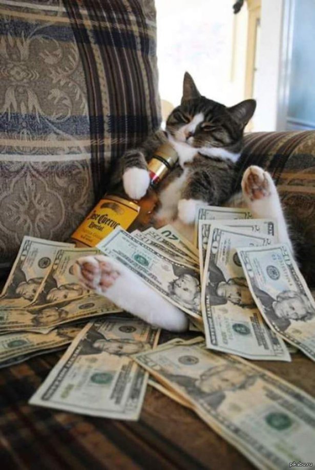 Кот С Деньгами Мем