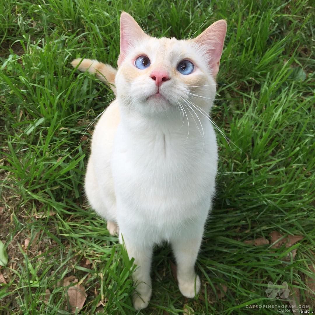 Животные с косыми глазами