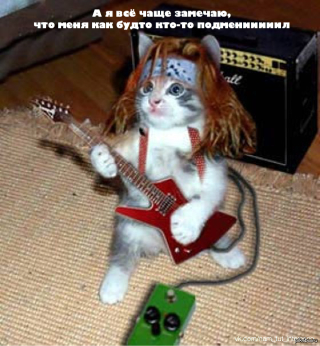 Котик играет на гитаре