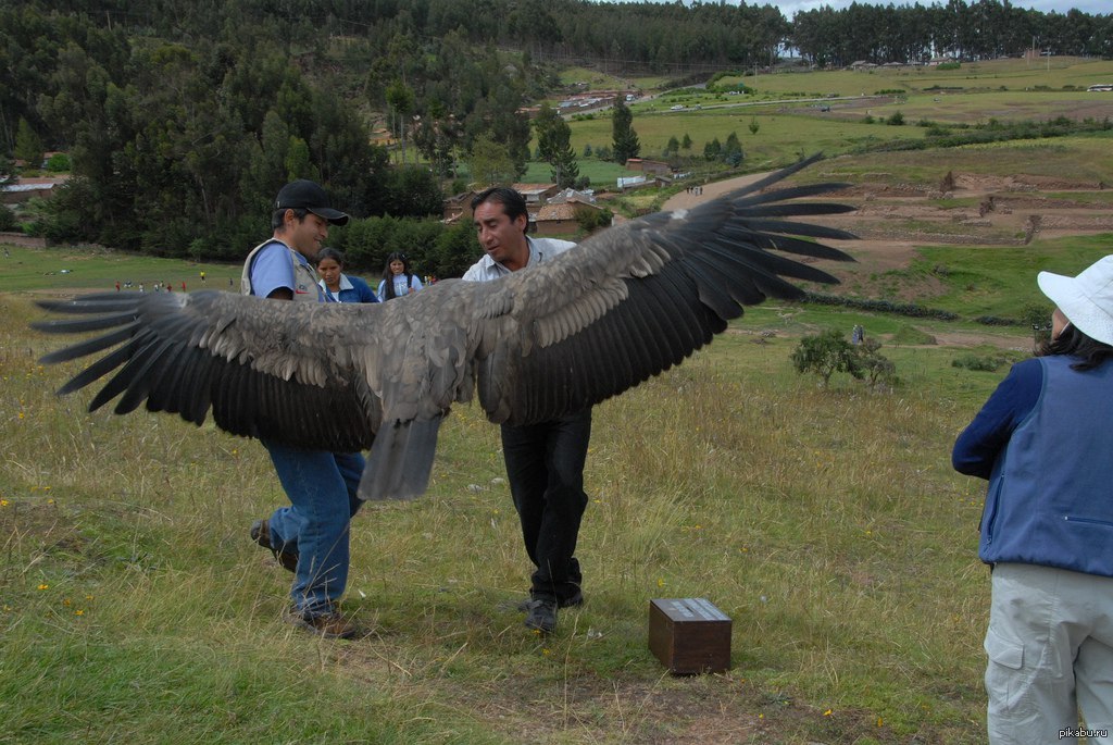 Самое длинное крыло. Андский Кондор размах крыльев. Андский Кондор с человеком. Андский Кондор самый большой в мире. Андский Кондор Гарпия.