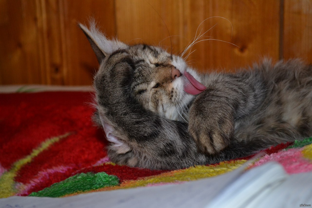 Котяра | Пикабу