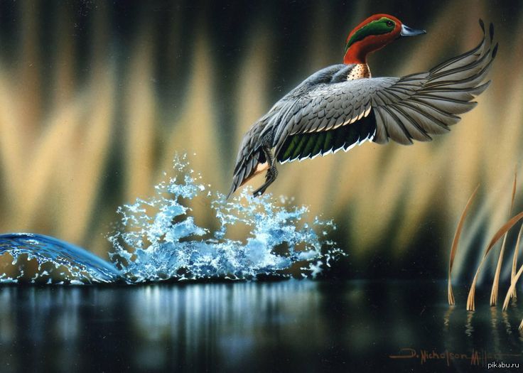 Птичка вода. Красивые птицы. Птицы в полете природа. Птица из воды. Взлет птицы.
