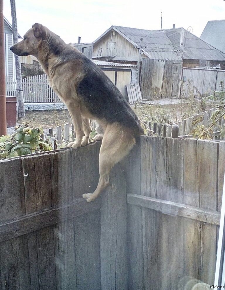 Соседская собака всю ночь протяжно. Собака на заборе. Собака сидит на заборе. Собака охраняет дом.