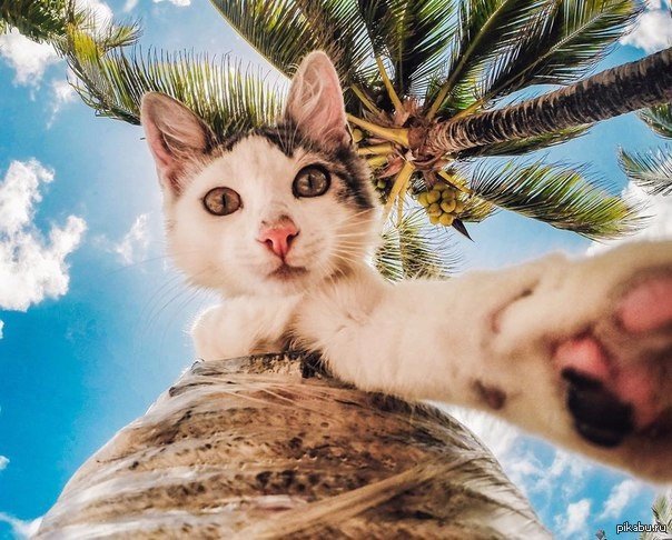 Кот на пляже