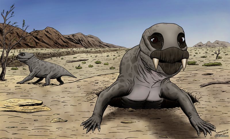 Anomodontia истории из жизни, советы, новости, юмор и картинки — Все