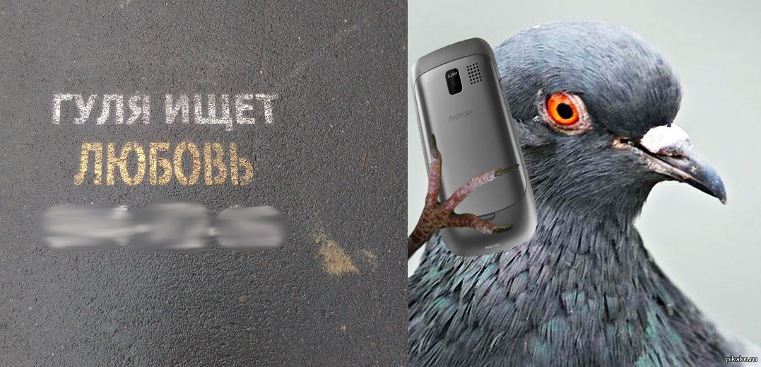 Токийский голубь. Голубь гуль. Смешные голуби с телефоном. Голубь с надписью. Гули Гули голуби.