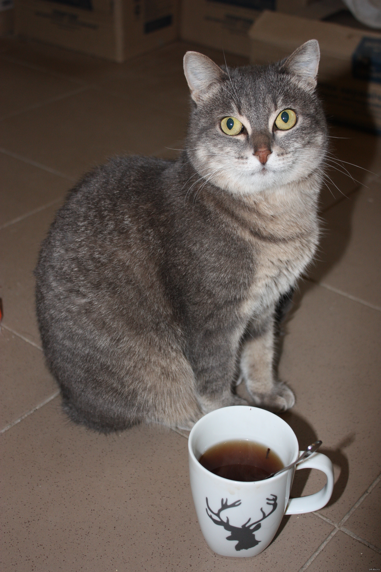 Кот с чаем