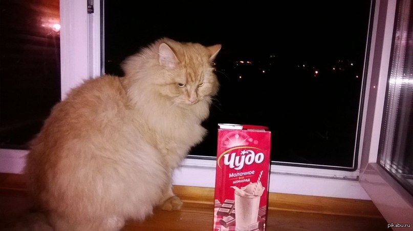 Чудо кот. Кошачьи чудеса. Чудо котейка. Кот и чудеса фото.