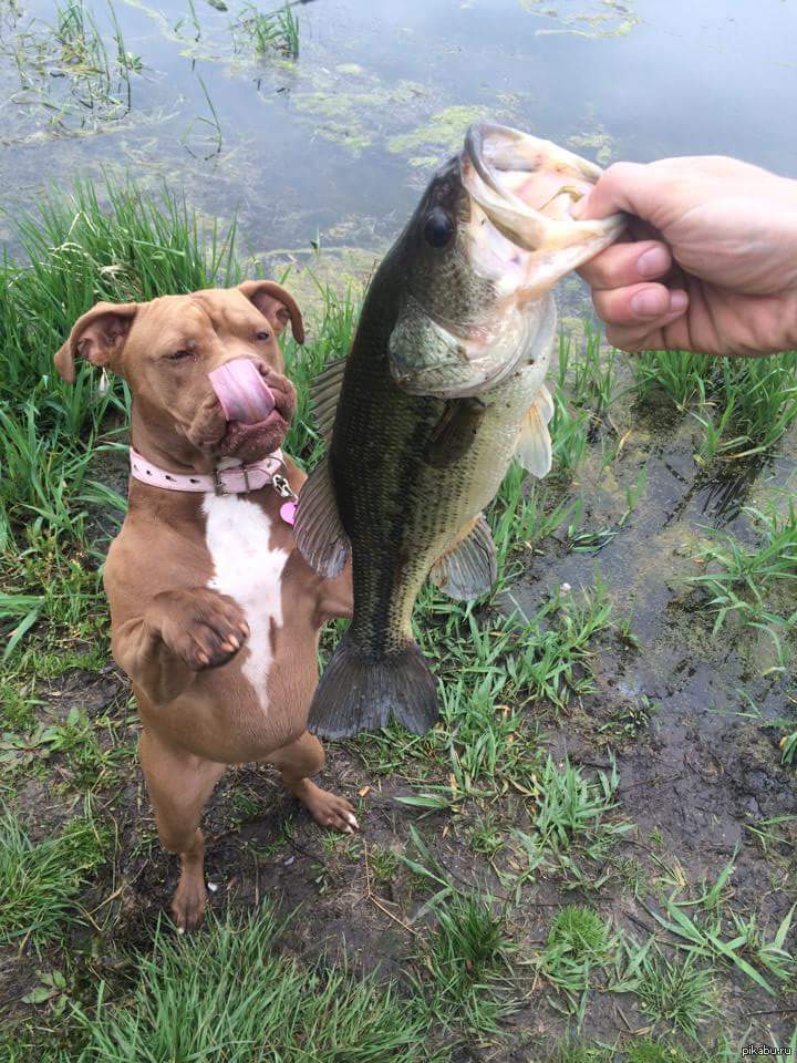 Fish dog. Приколы на рыбалке. Собака ловит рыбу. Рыбалка смех. Собака на рыбалке прикол.