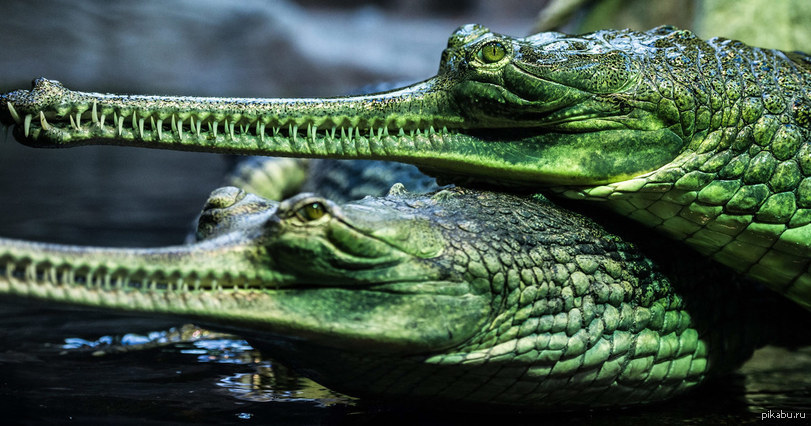 Крупное водное пресмыкающееся. Гангский гавиал. Гавиал крокодил. Пресмыкающиеся крокодил. Отряд крокодилы гавиал.