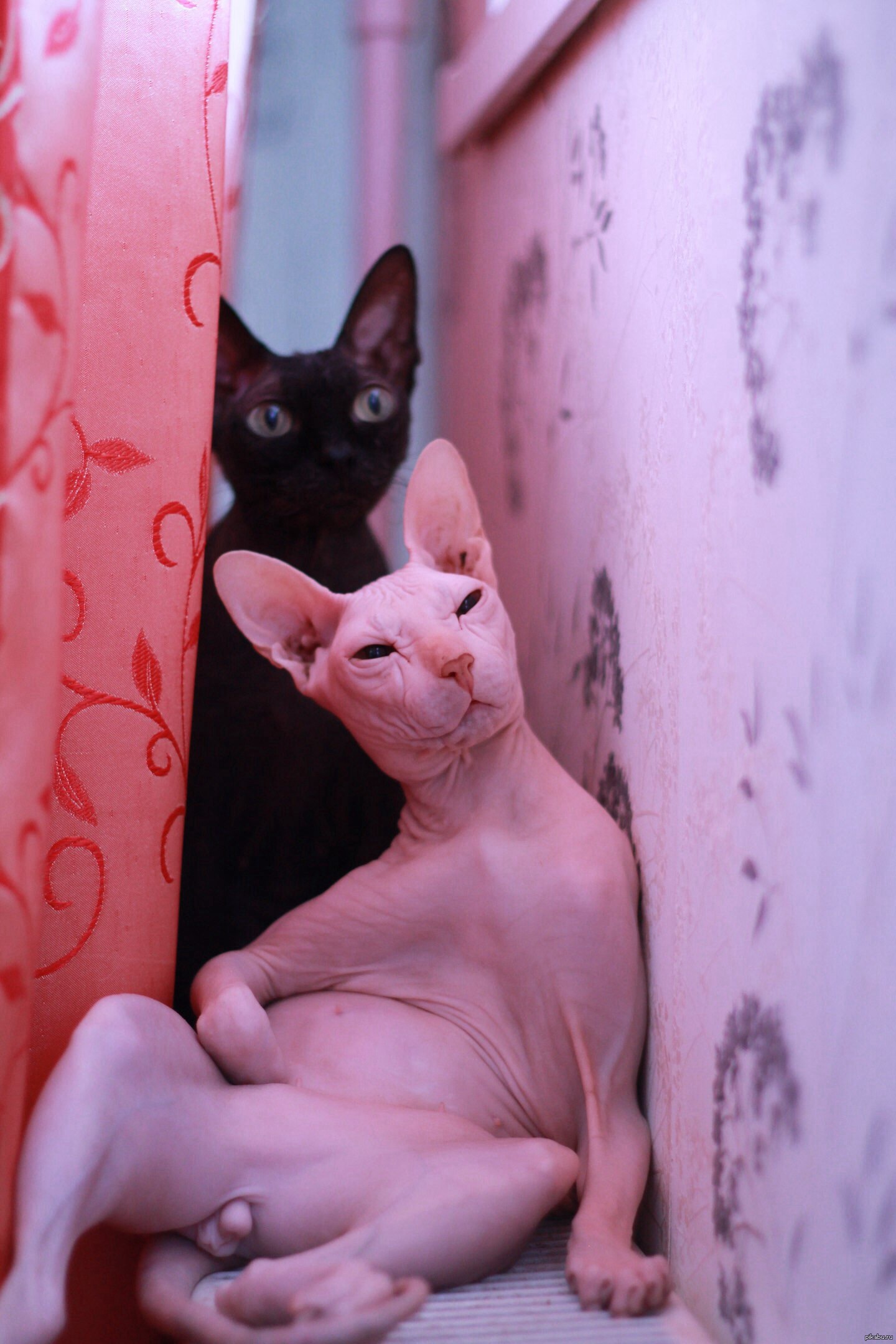 Сами красивая киску. Лысая кошка сфинкс. Сфинкс (порода кошек). Розовый сфинкс.