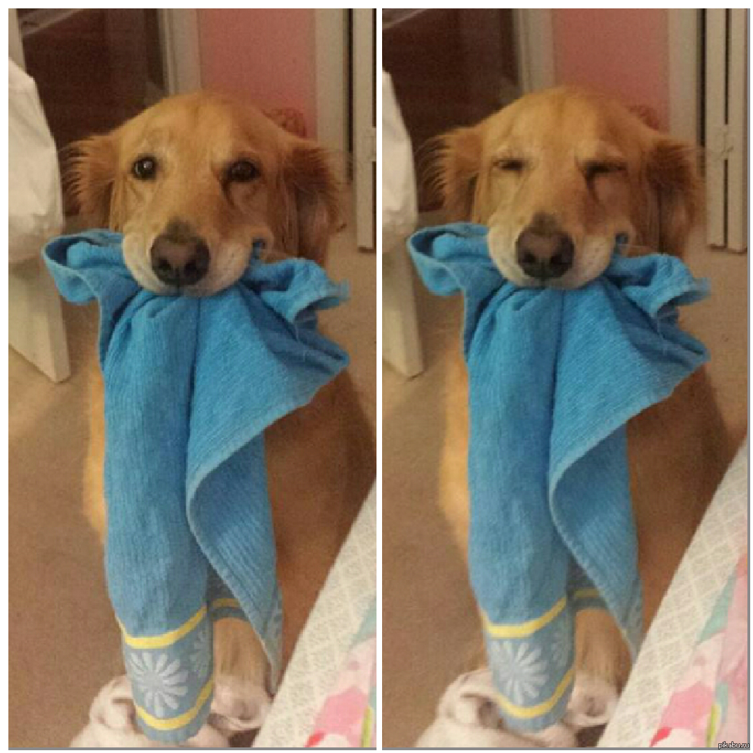 Попросила принести полотенце. Полотенце принес. Собака в полотенце. Несу полотенце. Смешная собака в полотенце.