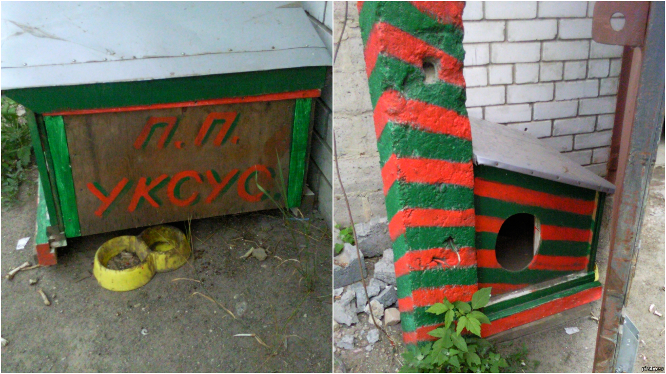 Подарок ко Дню пограничника. | Пикабу
