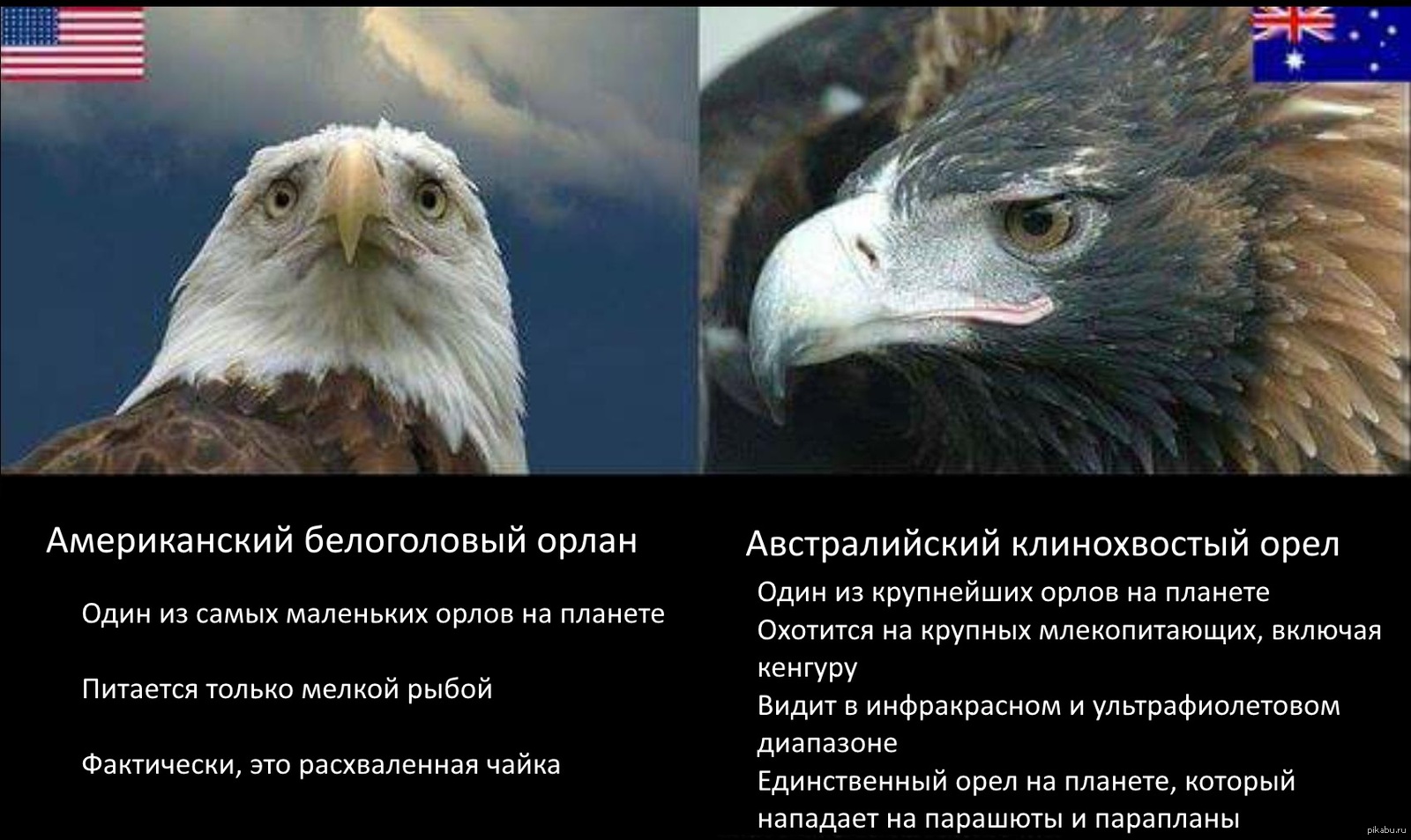 Американский орел против австралийского.