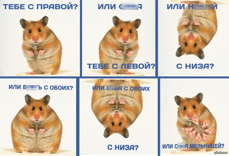 Хомяк что прокачивать. Классификация хомяка. Агрессивный хомяк. Строение тела хомяка. Хомяк агрессирует.
