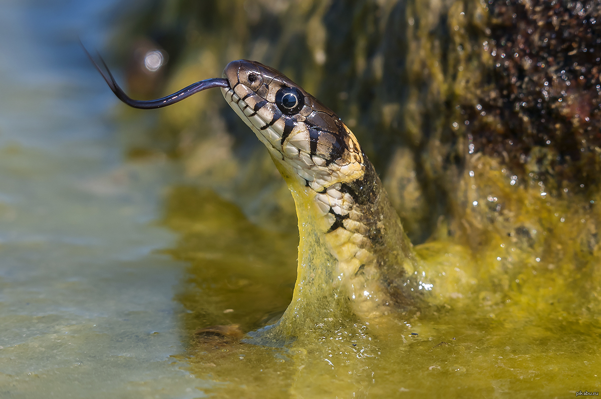 Водяная змейка. Обыкновенный уж. Уж обыкновенный плавает. Уж обыкновенный в воде. Уж водяной Natrix tessellata (Laurenti, 1768),.