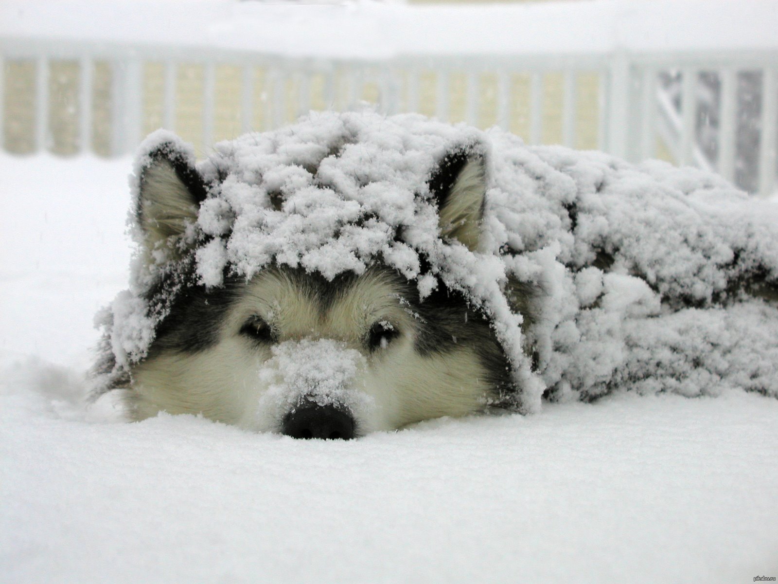 Собака снежок. Собака зимой. Собачка в снегу. Красивые собаки в снегу. Собака снег зима.