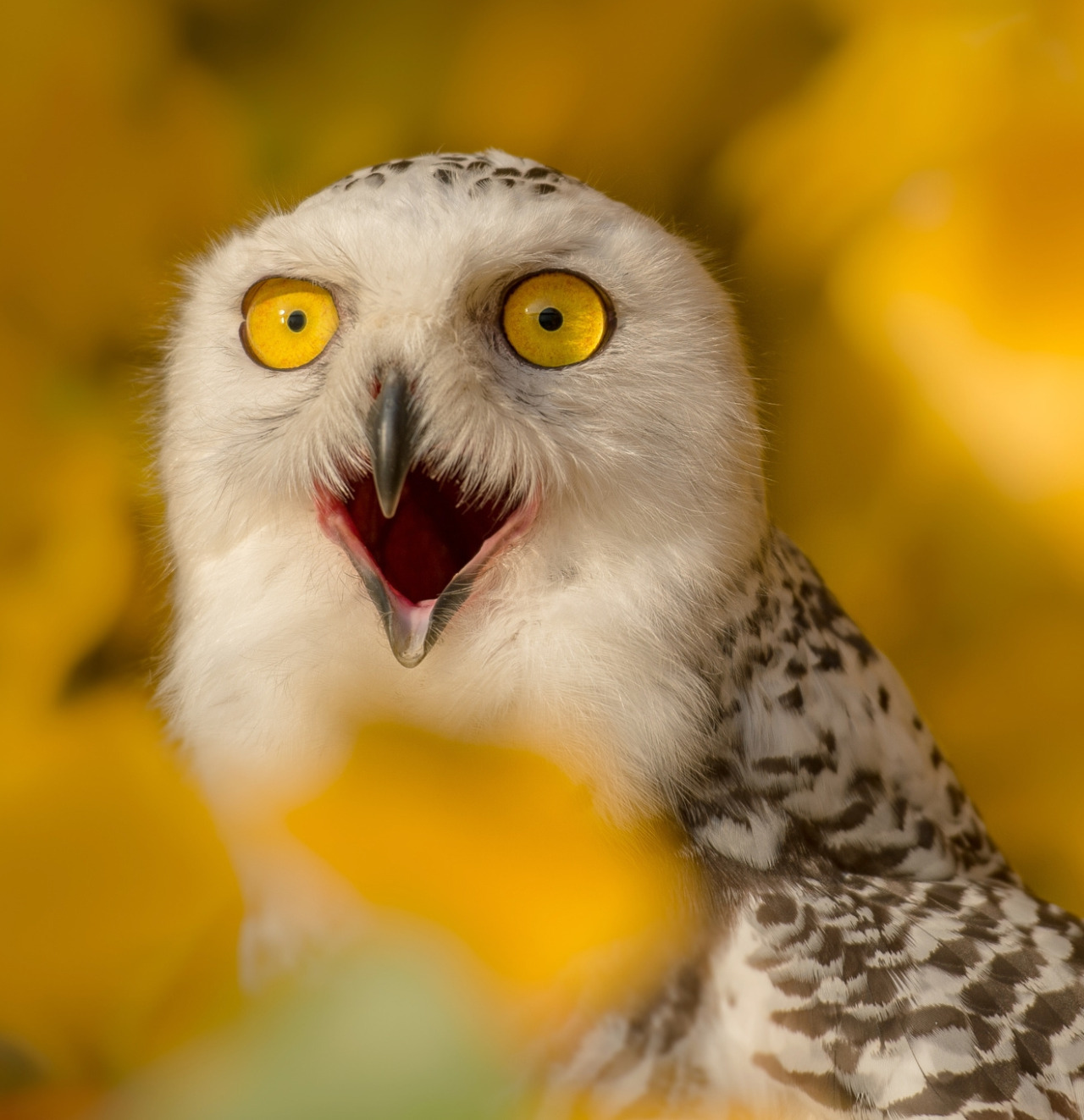 Рамка для фото «Удивленная сова»