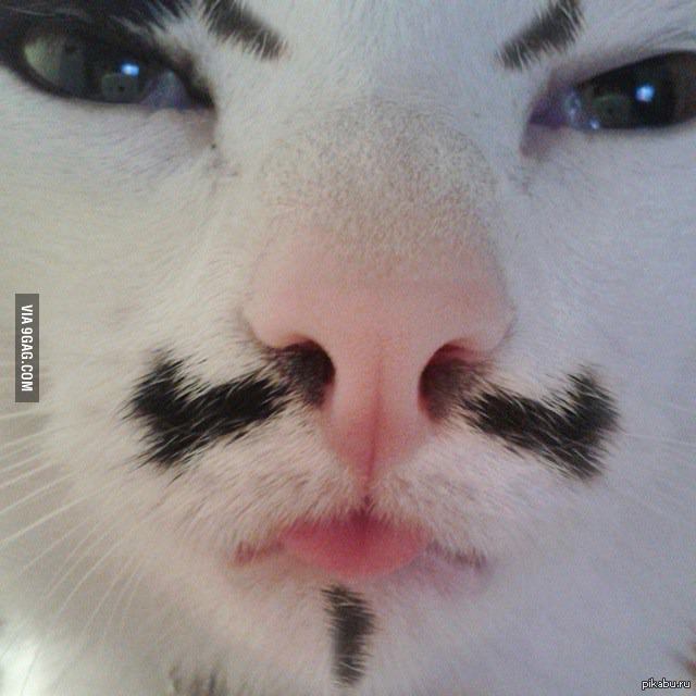 Кот с усами