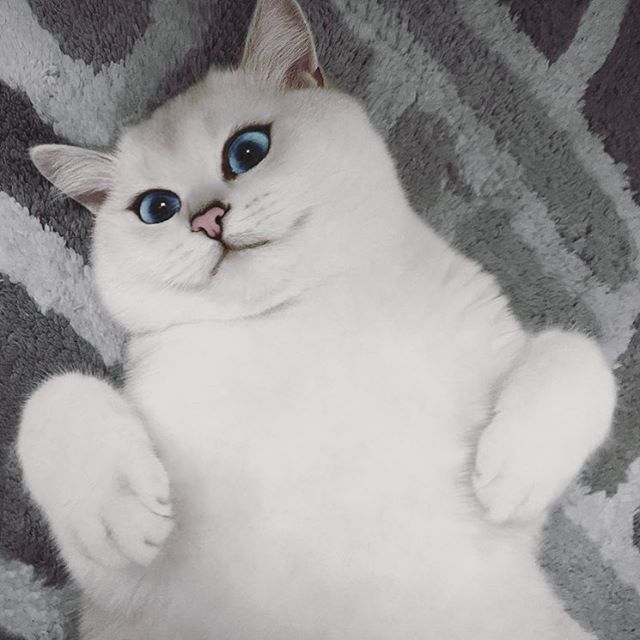 белая британская кошка фото онлайн белая британская кошка фото