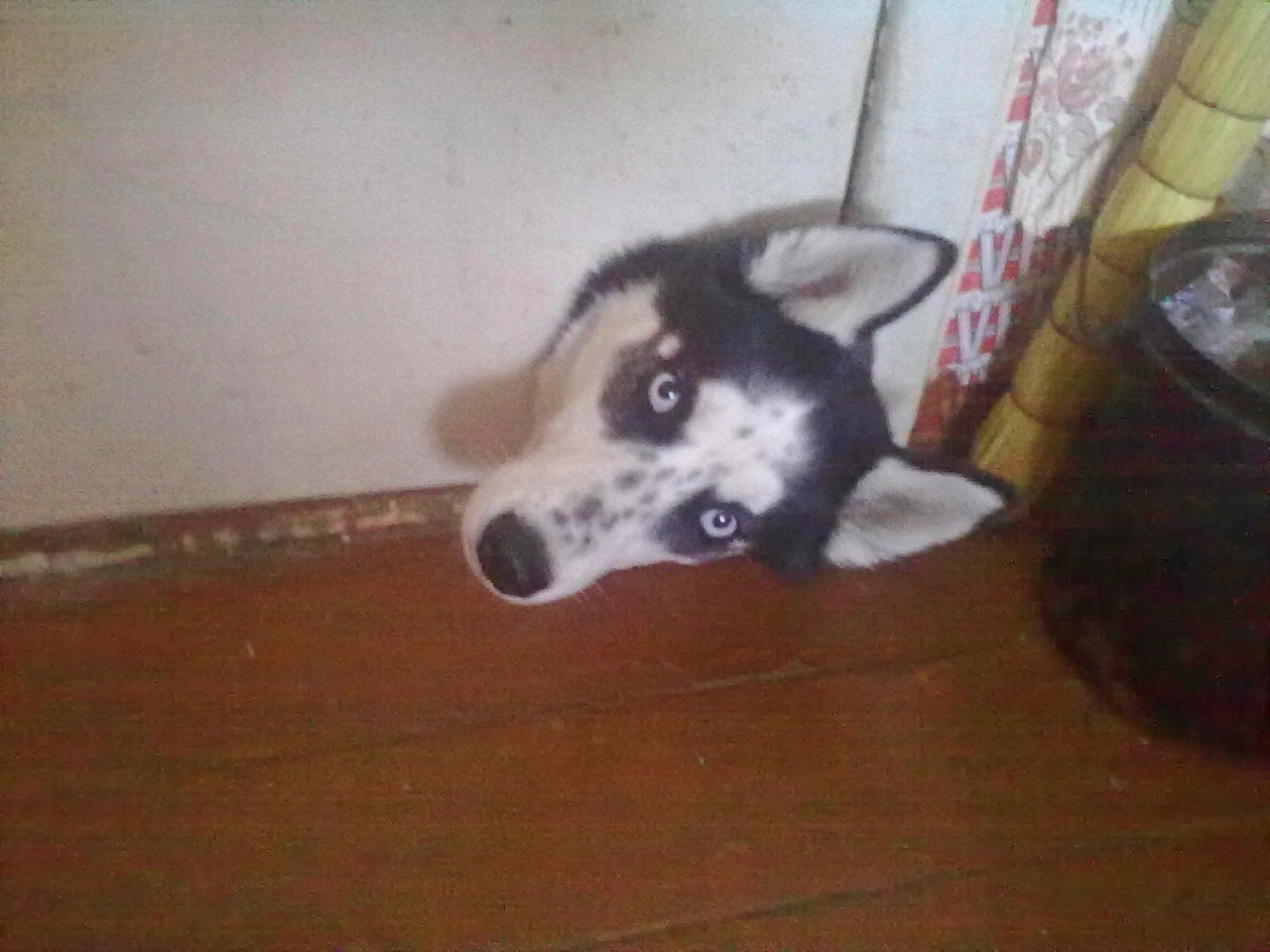 Optical illusion - dog head)))) - My, Husky, Dog, Head, Impudence, Illusion