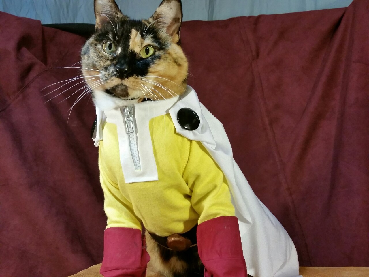 One Punch Cat | Пикабу