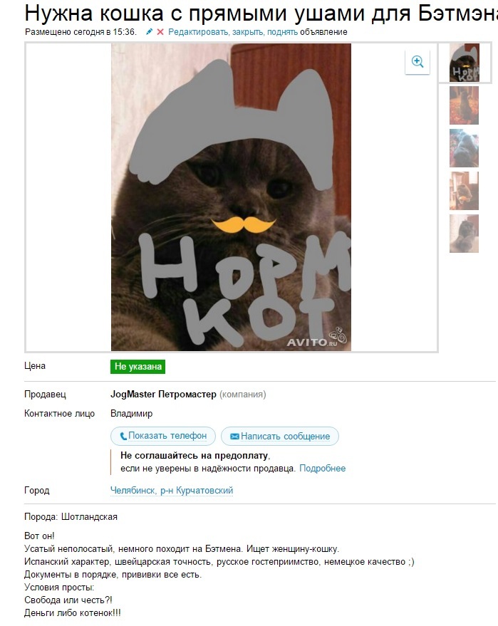 Реально норм кот | Пикабу