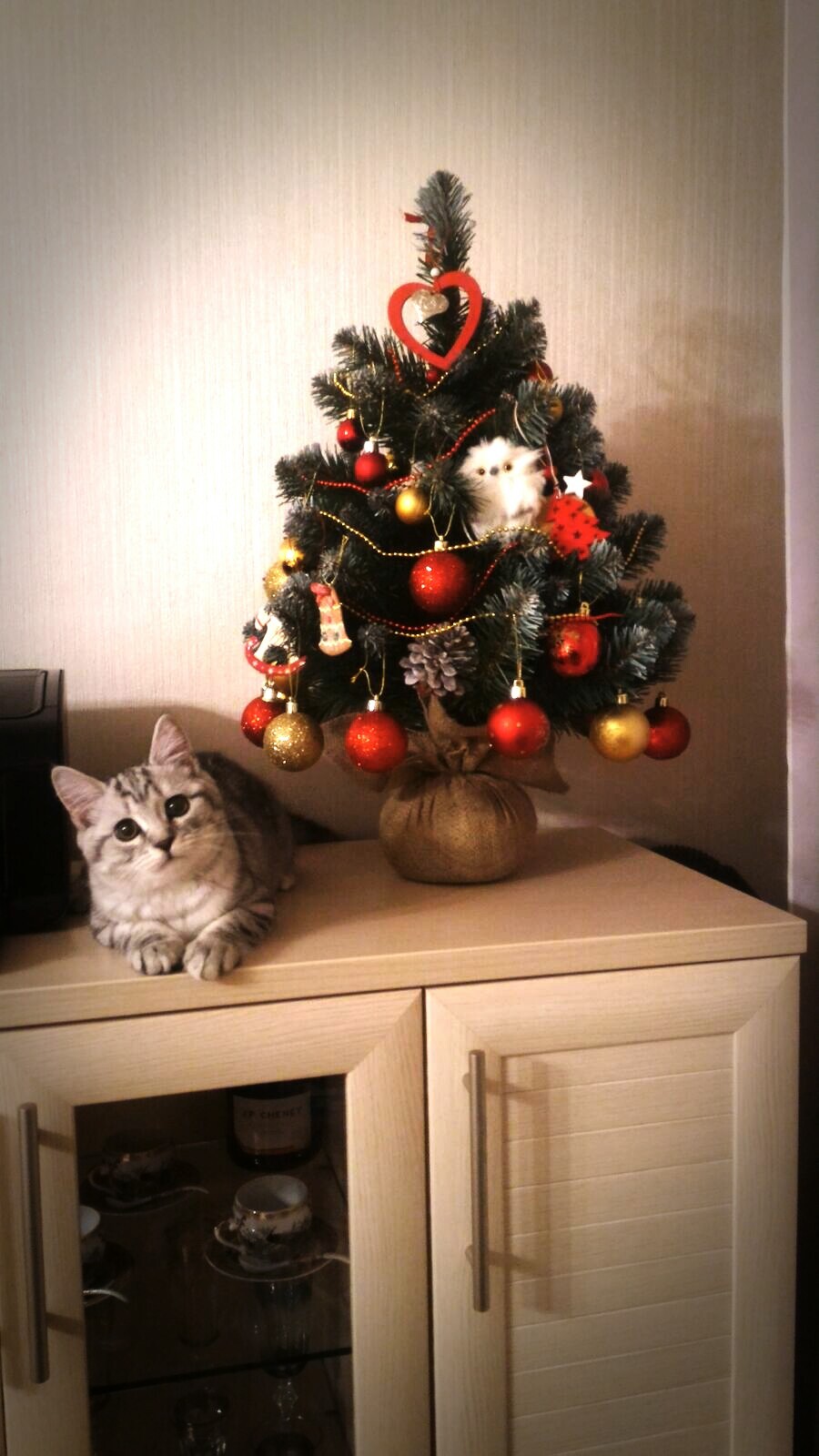 Happy New Year everyone! :) - My, Christmas trees, cat, New Year, My